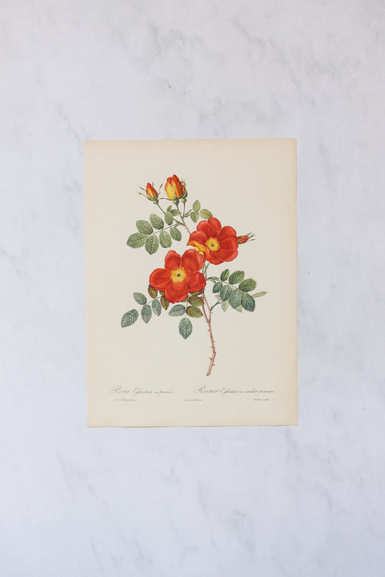 1950s french PJ Redouté botanical lithographs