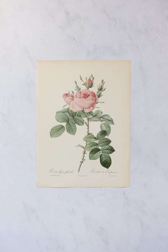 1950s french PJ Redouté botanical lithographs