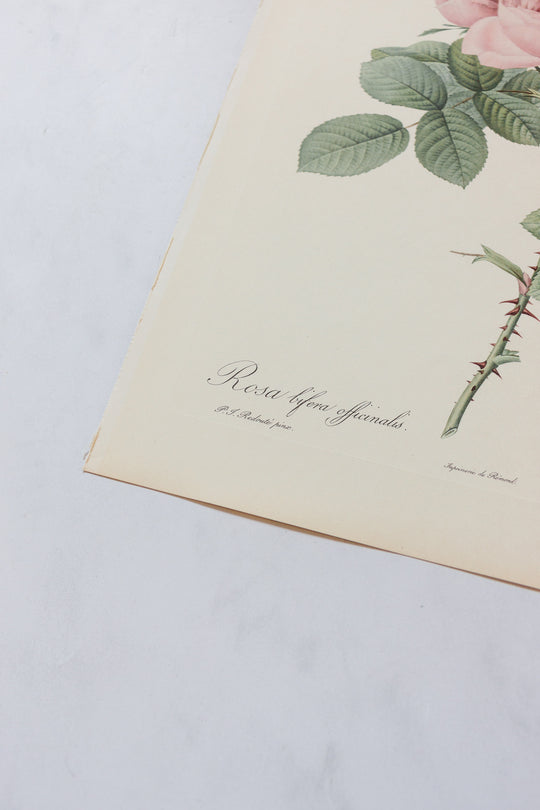 1950s french PJ Redouté botanical lithographs