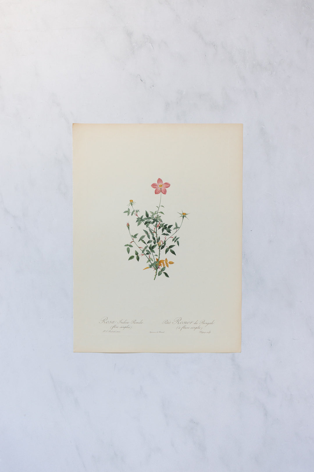 1950s french PJ Redouté botanical lithographs