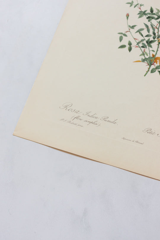 1950s french PJ Redouté botanical lithographs