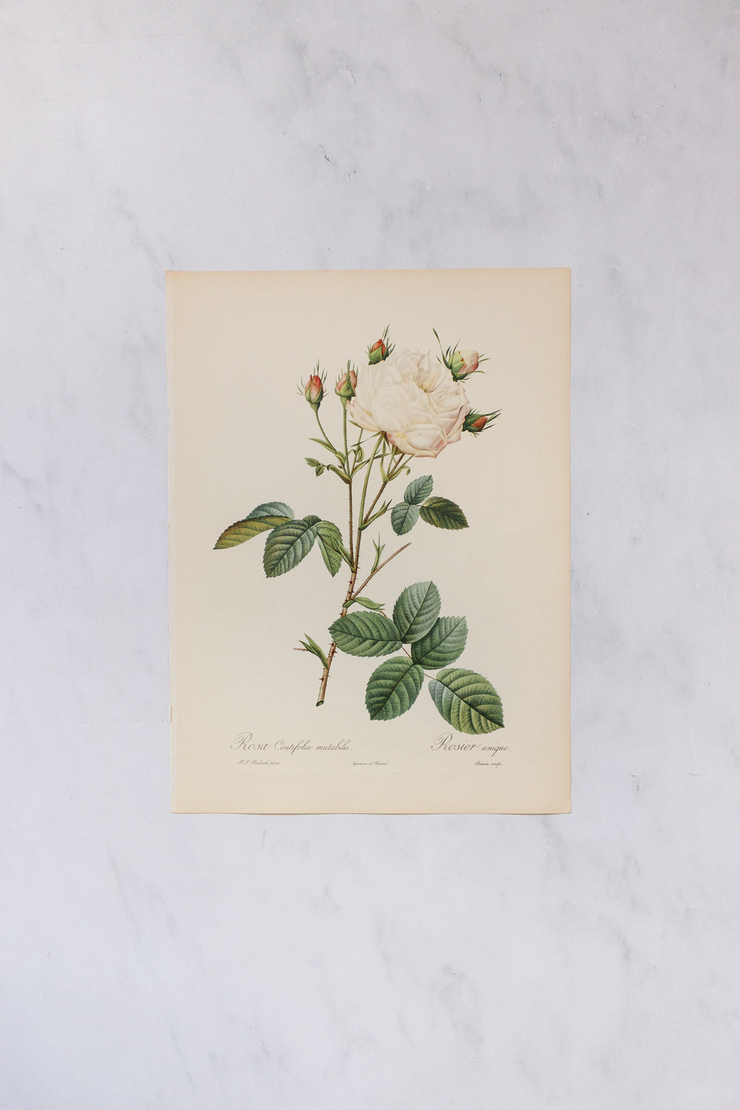 1950s french PJ Redouté botanical lithographs