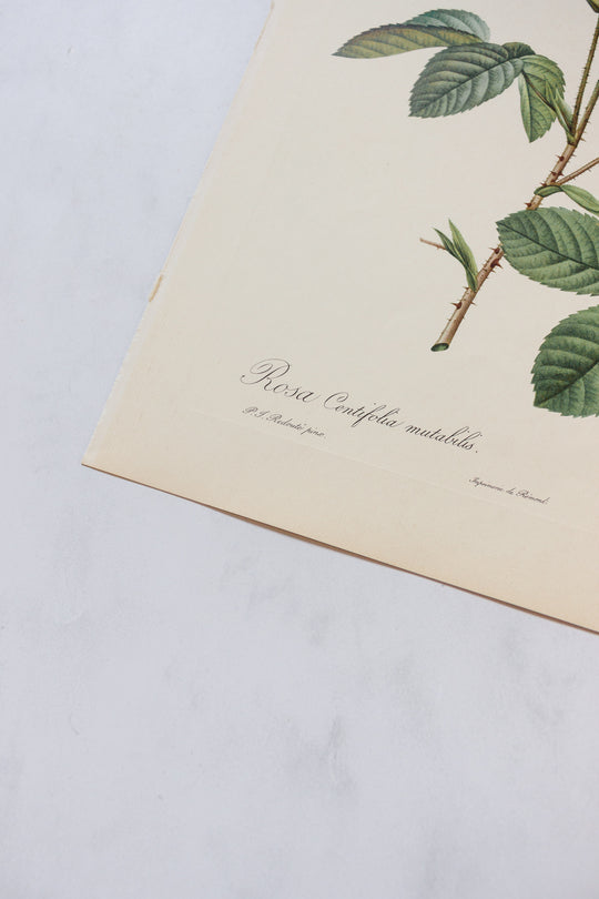 1950s french PJ Redouté botanical lithographs