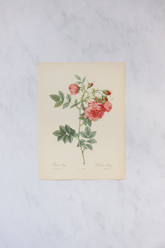 1950s french PJ Redouté botanical lithographs