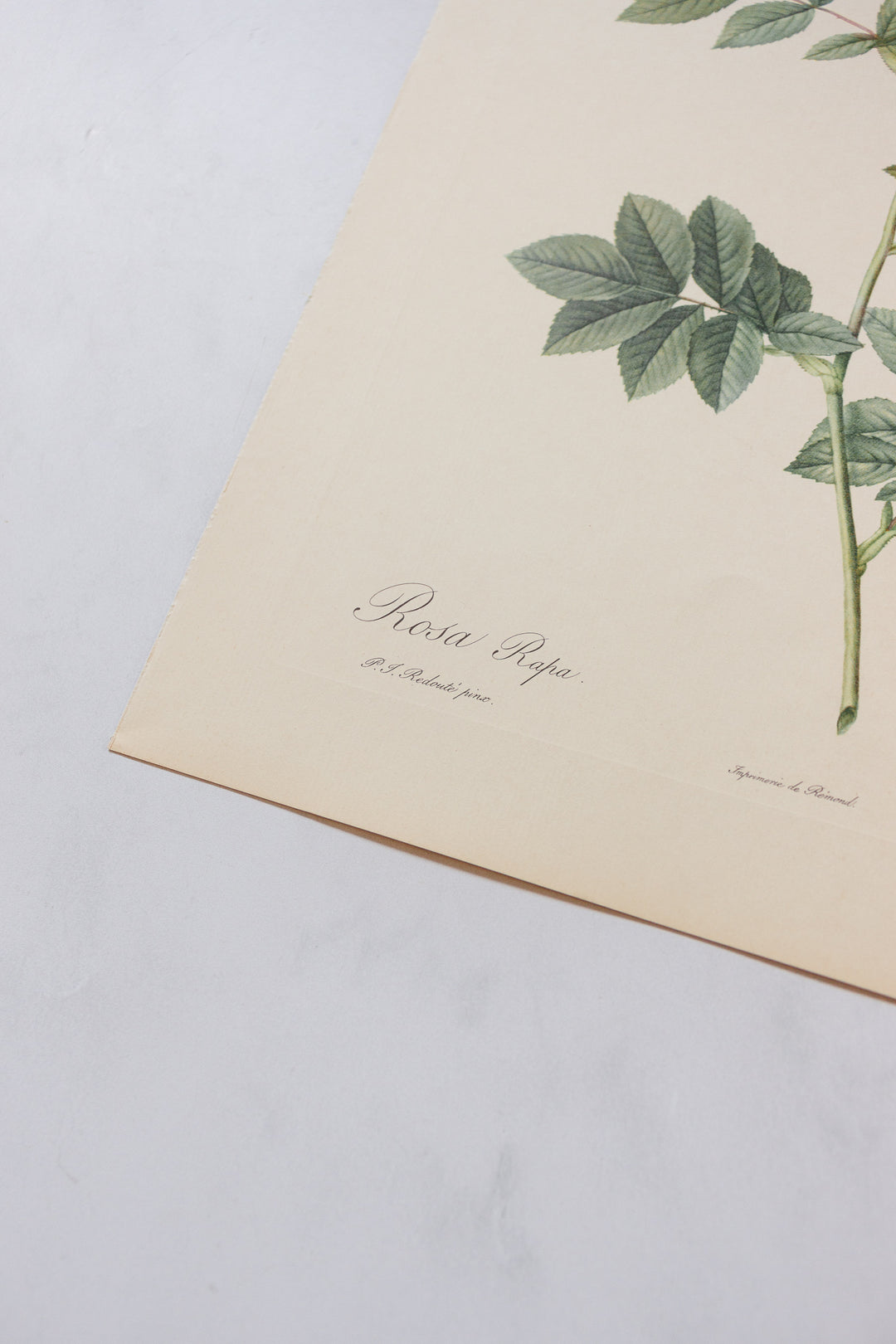 1950s french PJ Redouté botanical lithographs