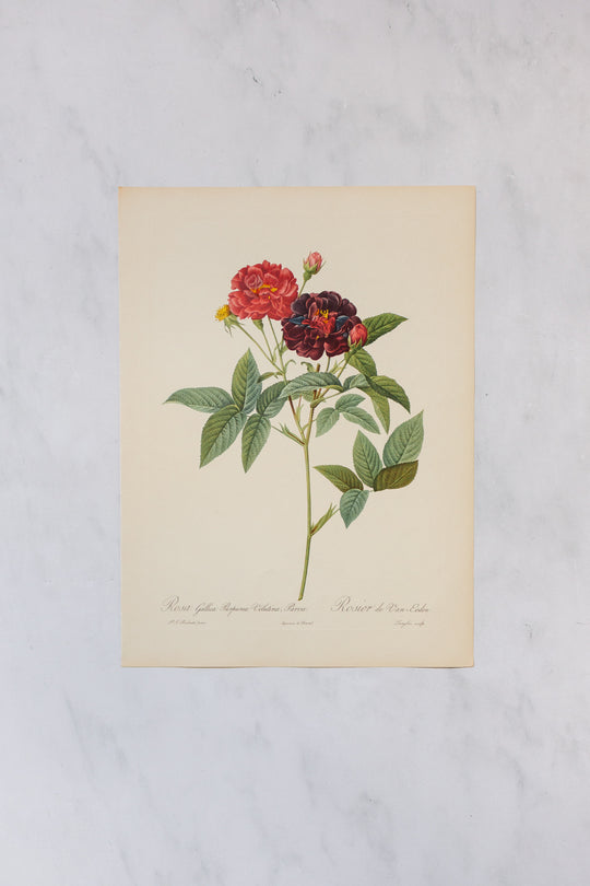 1950s french PJ Redouté botanical lithographs