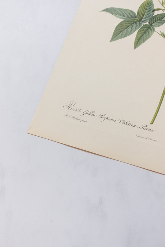 1950s french PJ Redouté botanical lithographs