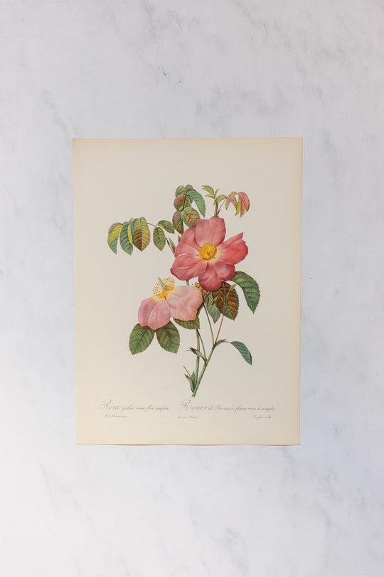 1950s french PJ Redouté botanical lithographs