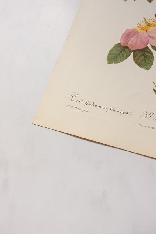 1950s french PJ Redouté botanical lithographs