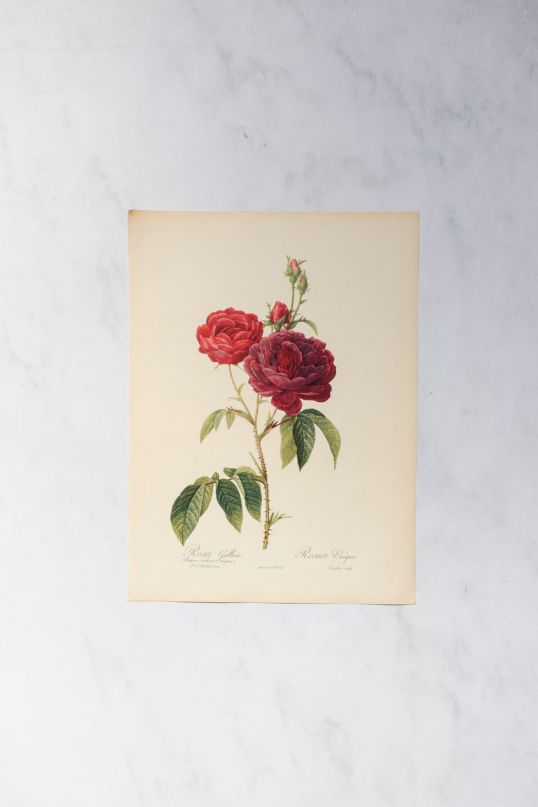 1950s french PJ Redouté botanical lithographs