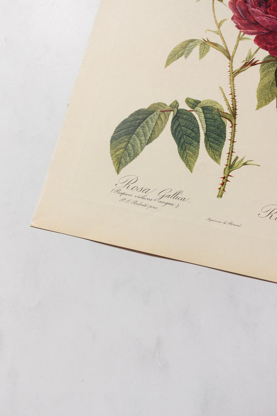 1950s french PJ Redouté botanical lithographs