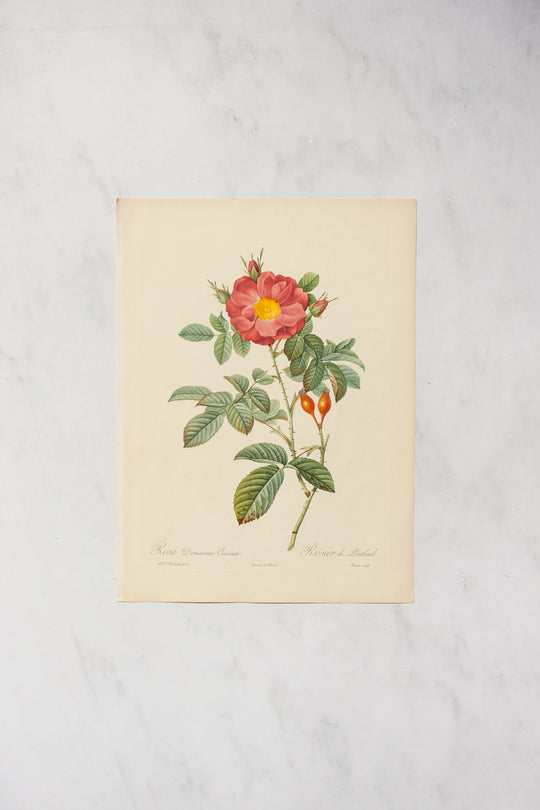 1950s french PJ Redouté botanical lithographs