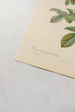 1950s french PJ Redouté botanical lithographs