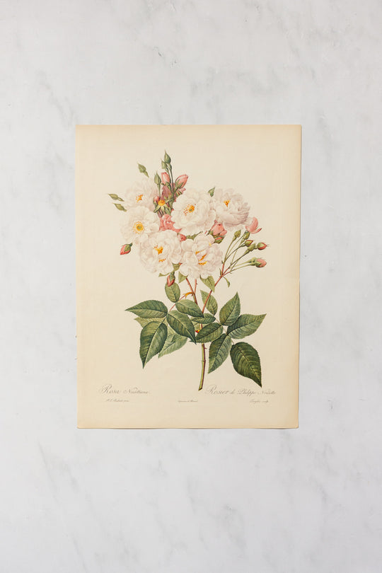 1950s french PJ Redouté botanical lithographs