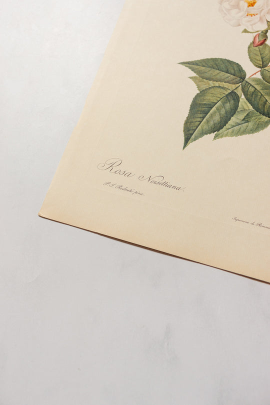 1950s french PJ Redouté botanical lithographs