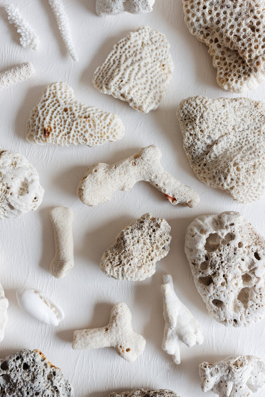 marine coral