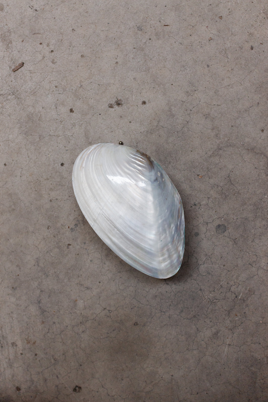 midcentury french velvet interior footed shell box