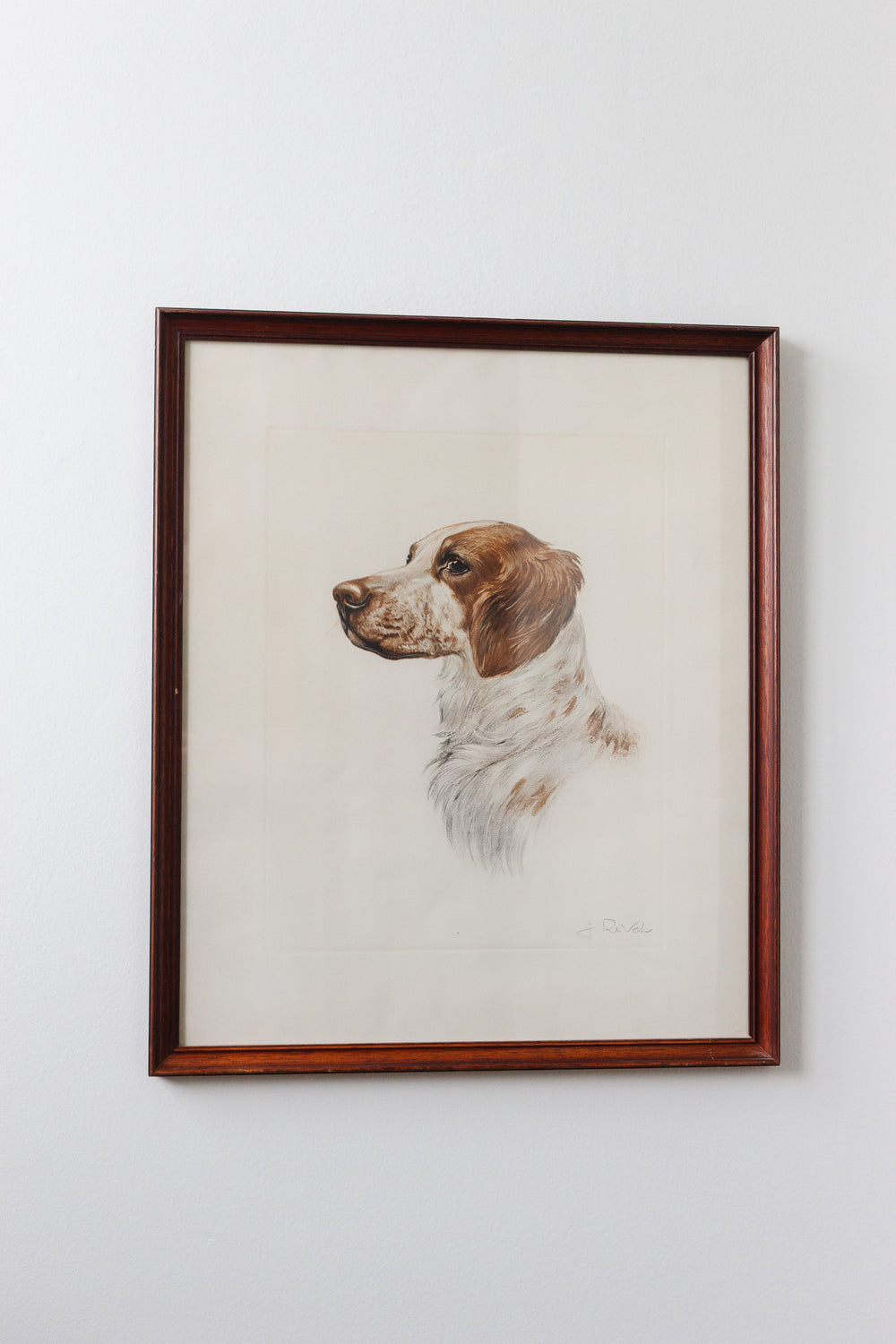 le portrait du chien
