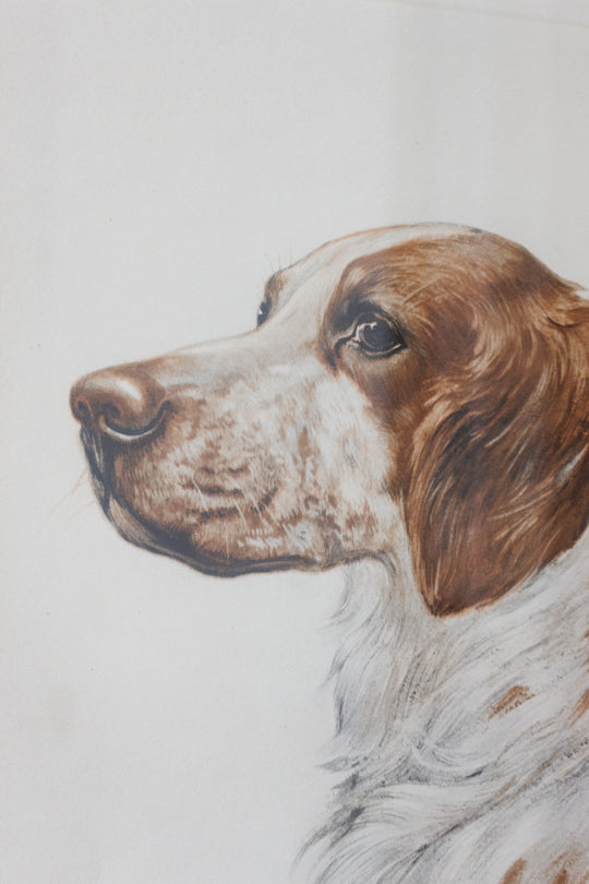 le portrait du chien