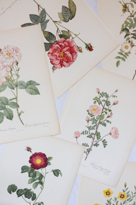 1950s french PJ Redouté botanical lithographs