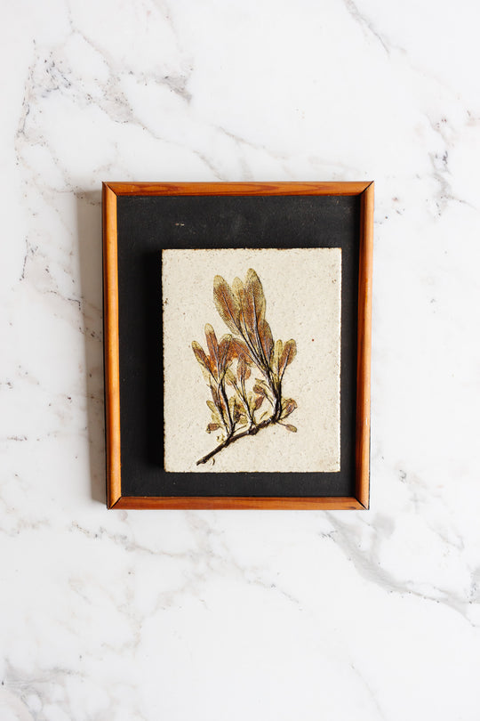 rare 1960s French Vallauris ceramic pressed botanical tile