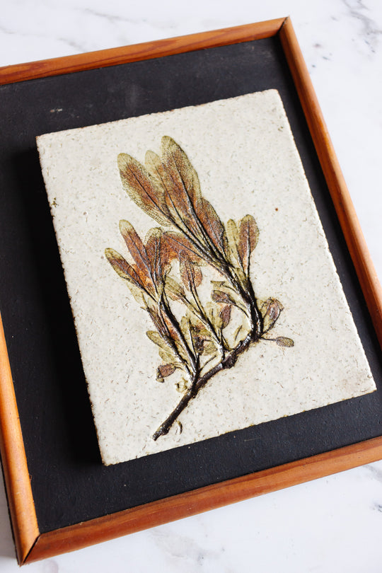 rare 1960s French Vallauris ceramic pressed botanical tile