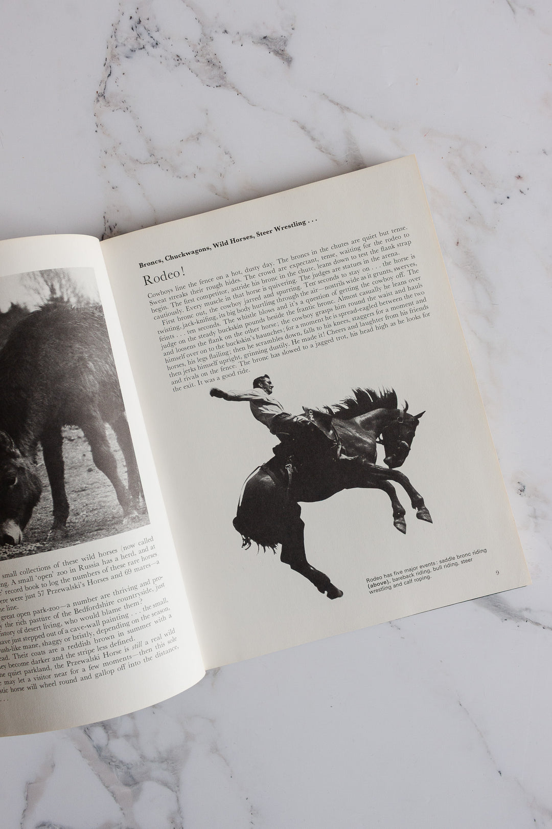 "the beauty of horses" vintage book
