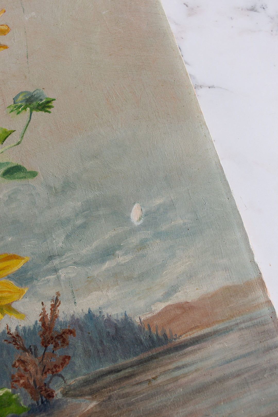 les tournesols qui fleurissent