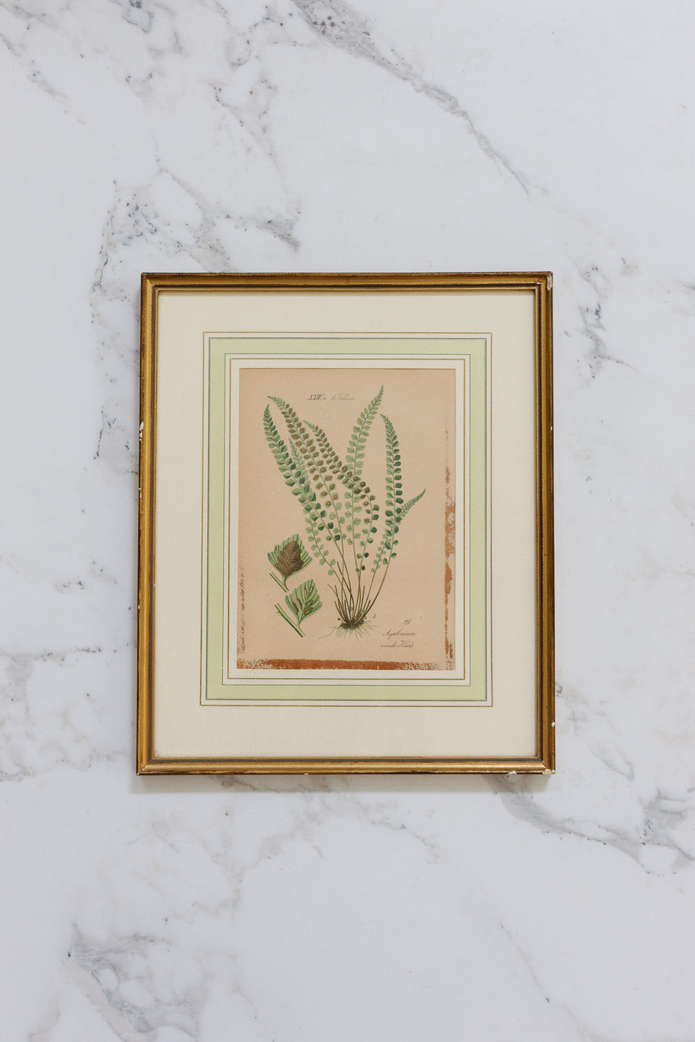 pair of vintage french botanical lithographs