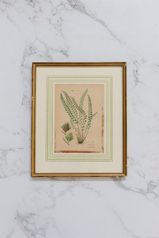 pair of vintage french botanical lithographs