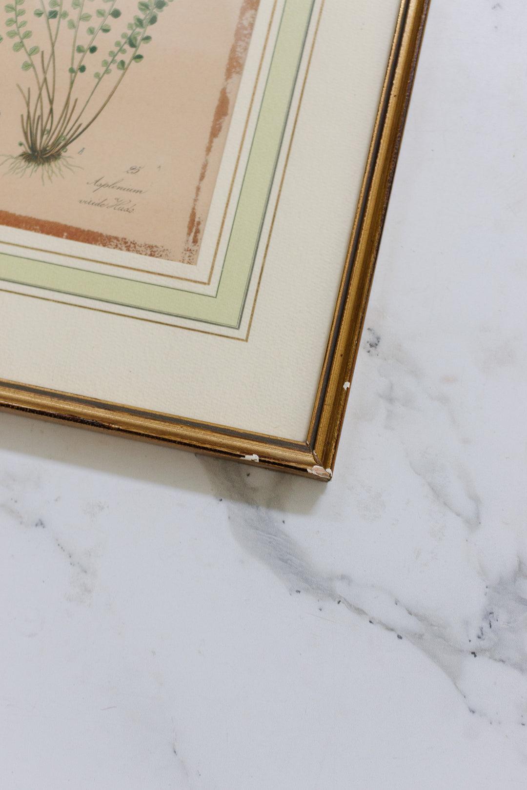 pair of vintage french botanical lithographs
