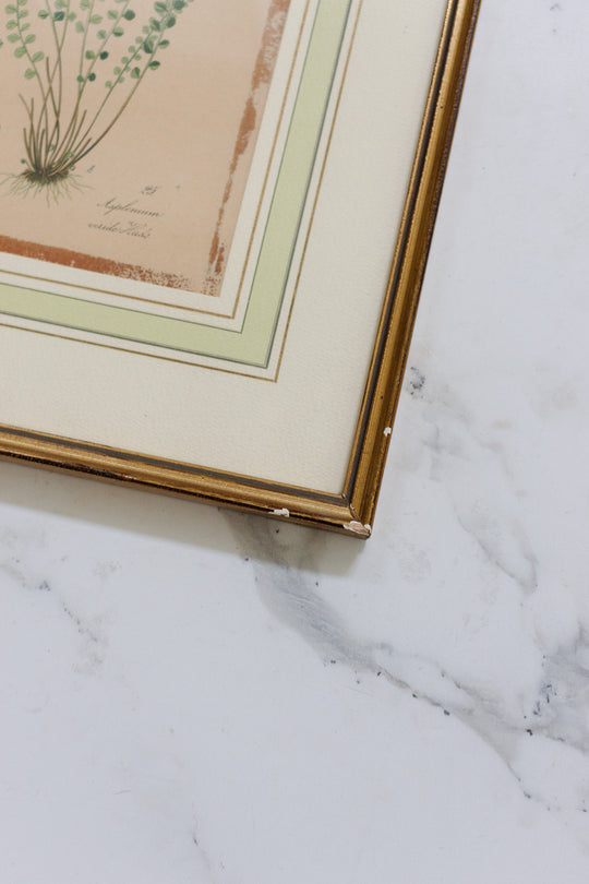 pair of vintage french botanical lithographs