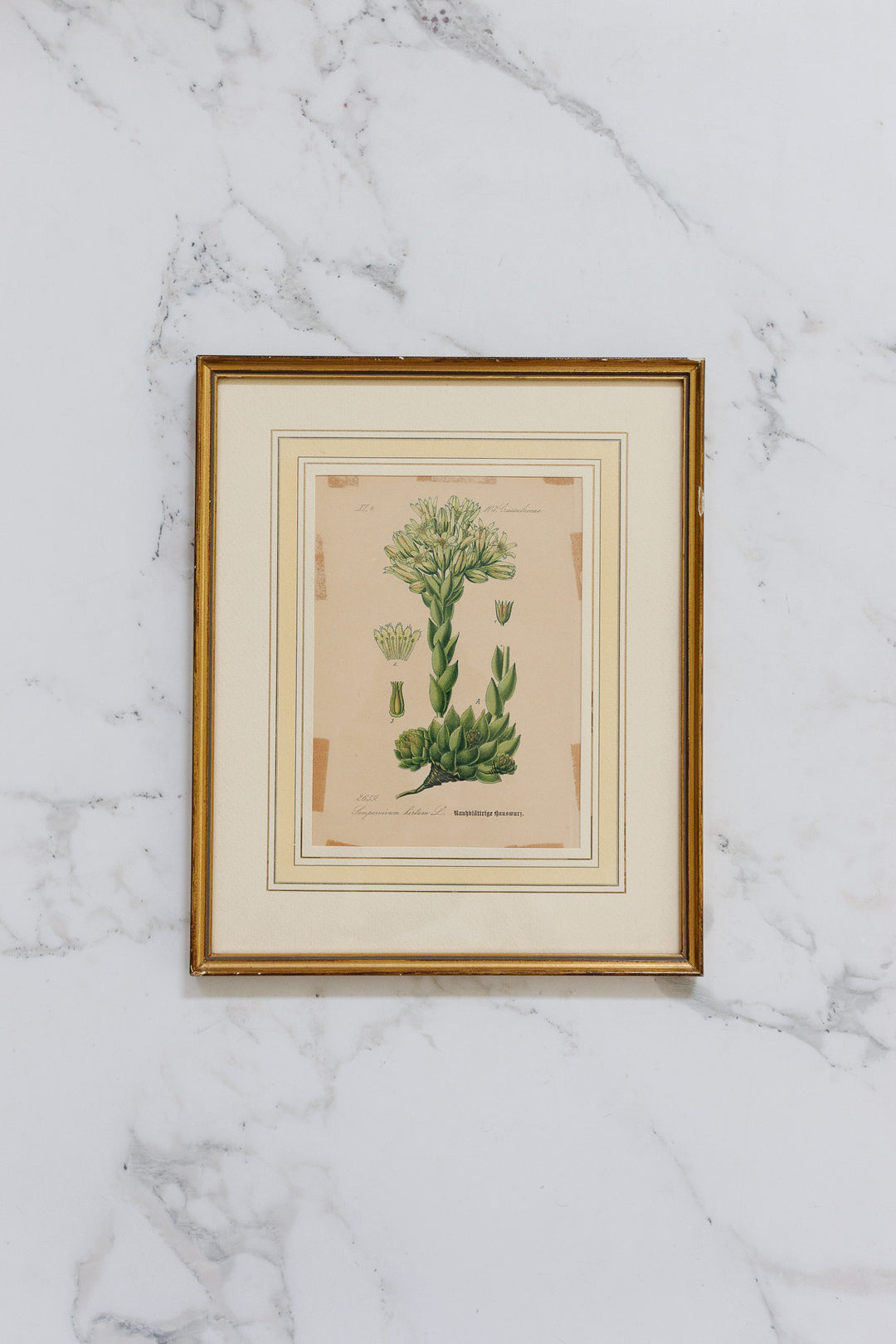 pair of vintage french botanical lithographs