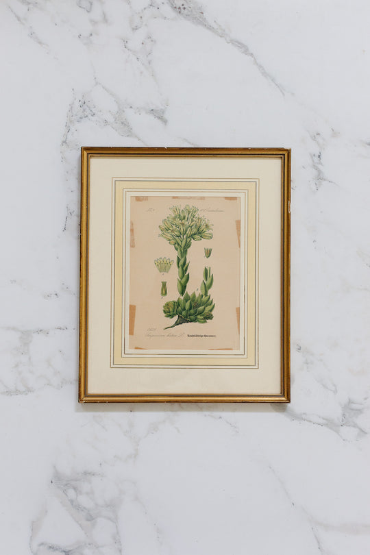 pair of vintage french botanical lithographs
