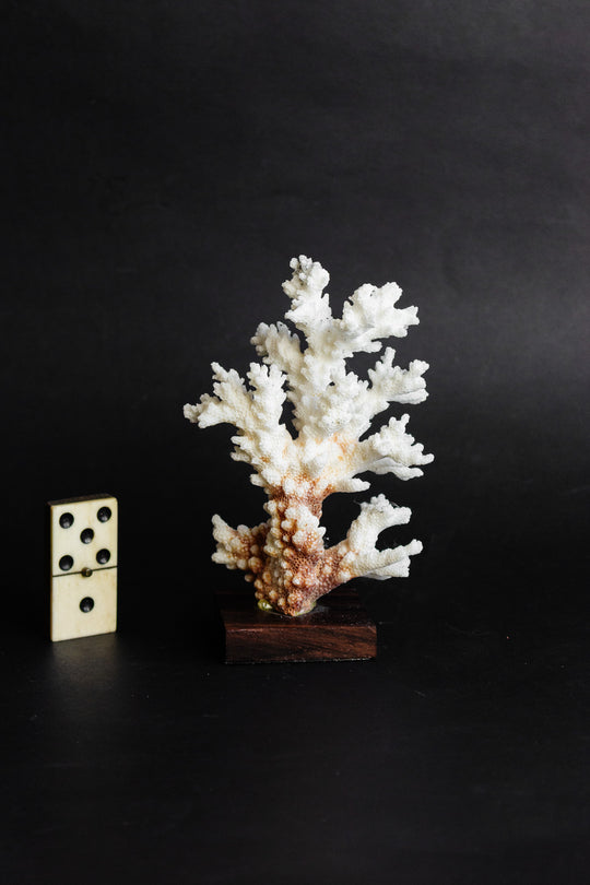 antique french coral mounted on wood base
