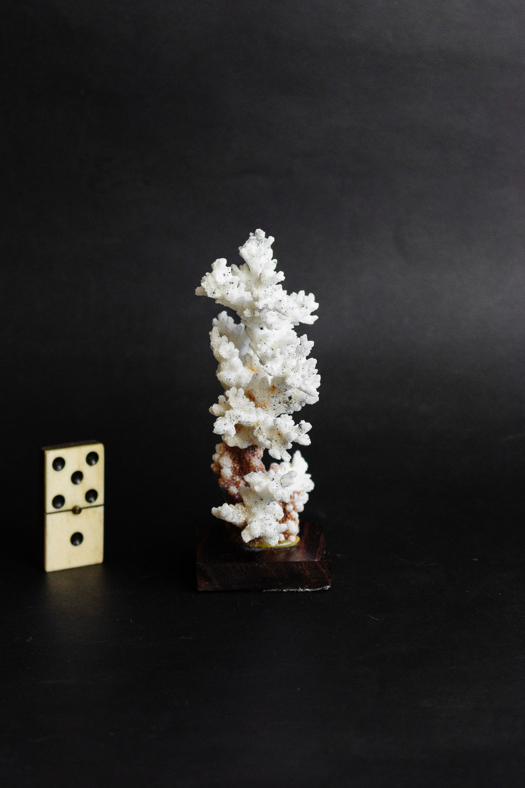 antique french coral mounted on wood base