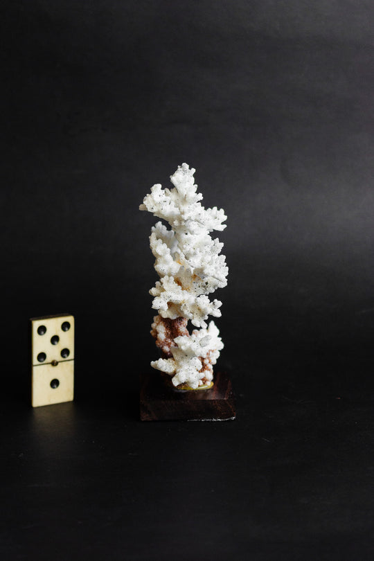 antique french coral mounted on wood base