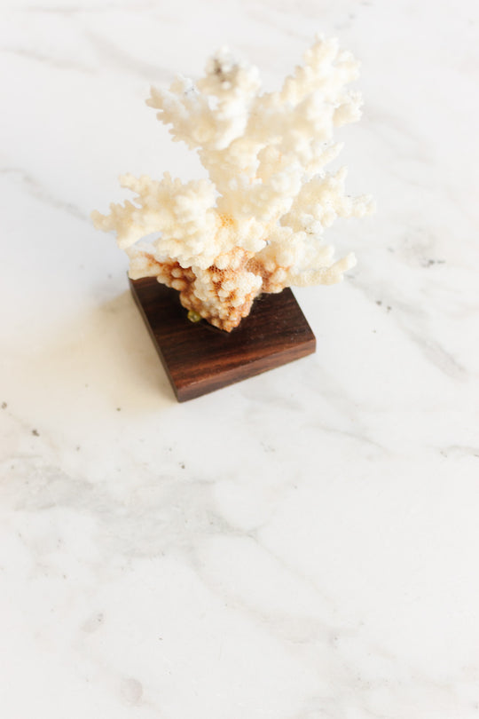 antique french coral mounted on wood base