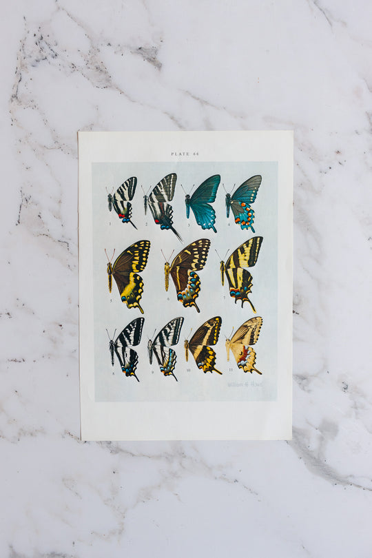 vintage print, “butterflies of North America” by William H Howe