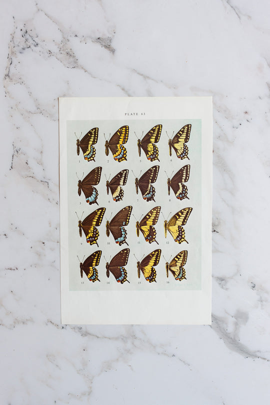 vintage print, “butterflies of North America” by William H Howe