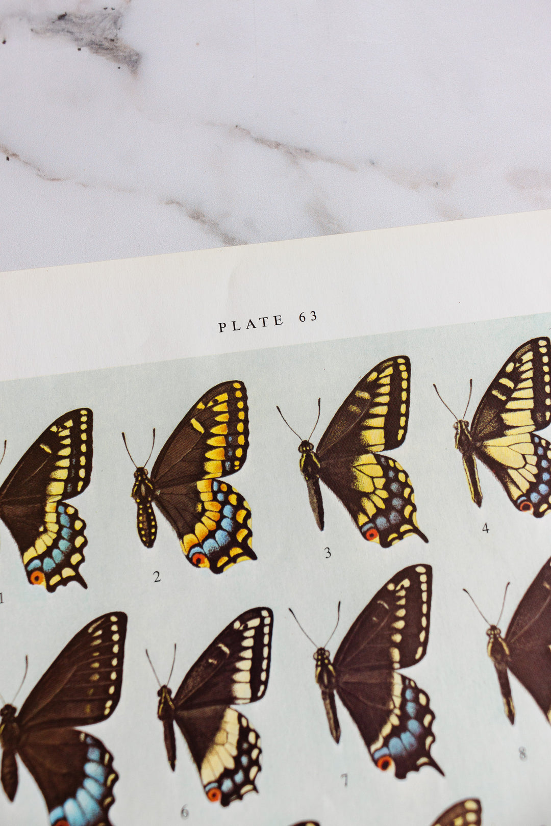 vintage print, “butterflies of North America” by William H Howe