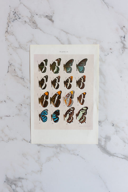 vintage print, “butterflies of North America” by William H Howe