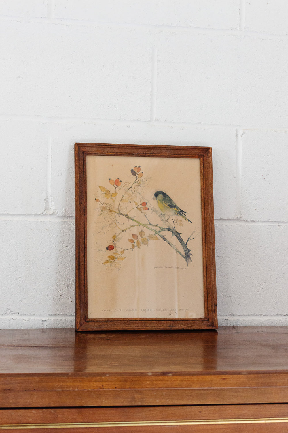 1970s Danish framed “bird series” lithography print