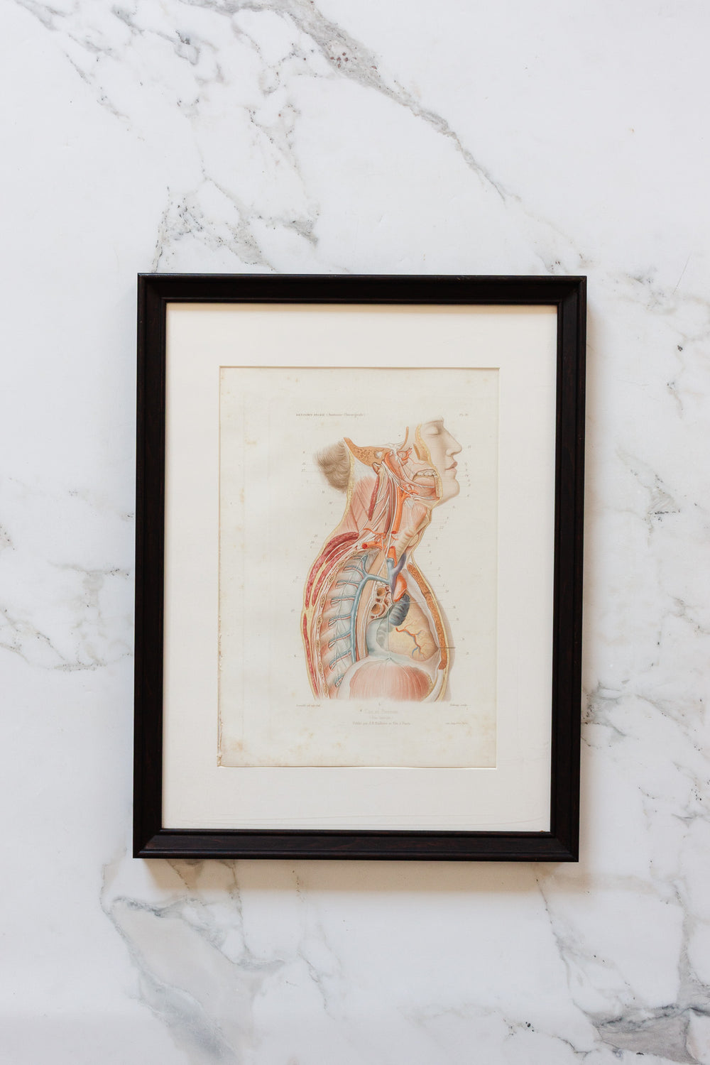 turn of the century antique french "cou et poitrine" anatomical book plate