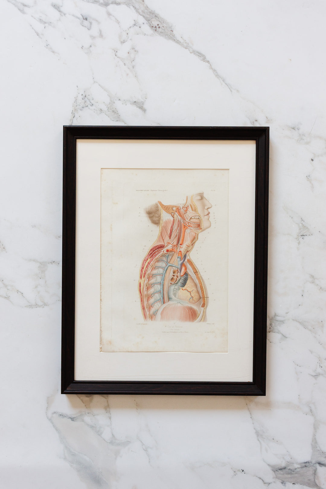 turn of the century antique french "cou et poitrine" anatomical book plate