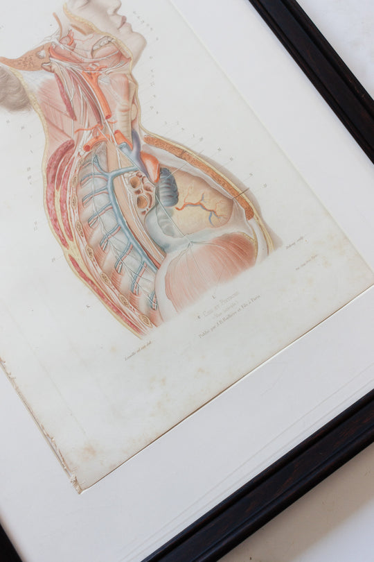 turn of the century antique french "cou et poitrine" anatomical book plate