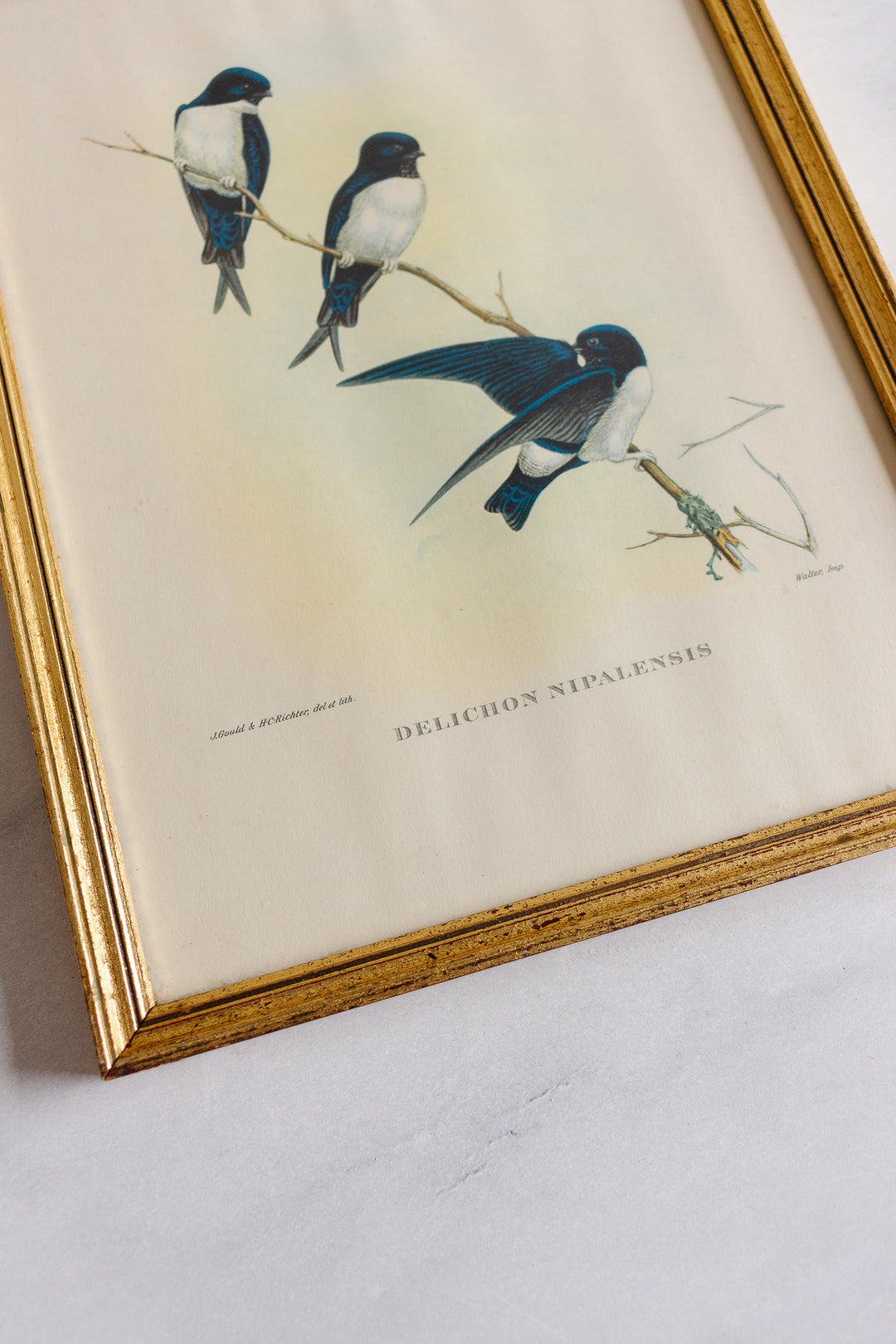 “Delichons Nipalensis”, framed vintage French lithograph