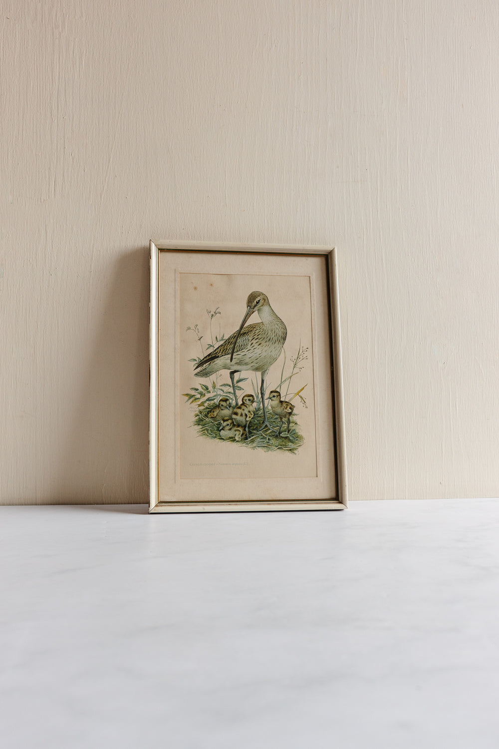 vintage Murr ornithological framed print