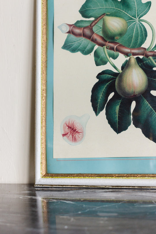 vintage french botanical print "les figues"