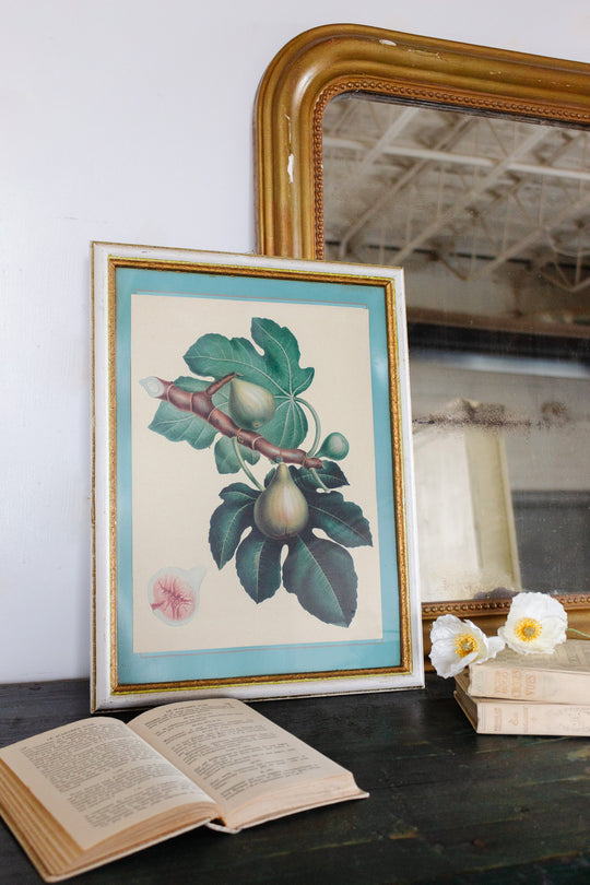 vintage french botanical print "les figues"